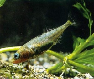 Epinoche