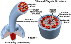 cilia-and-flagella3