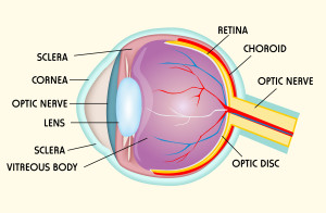 Eye structure