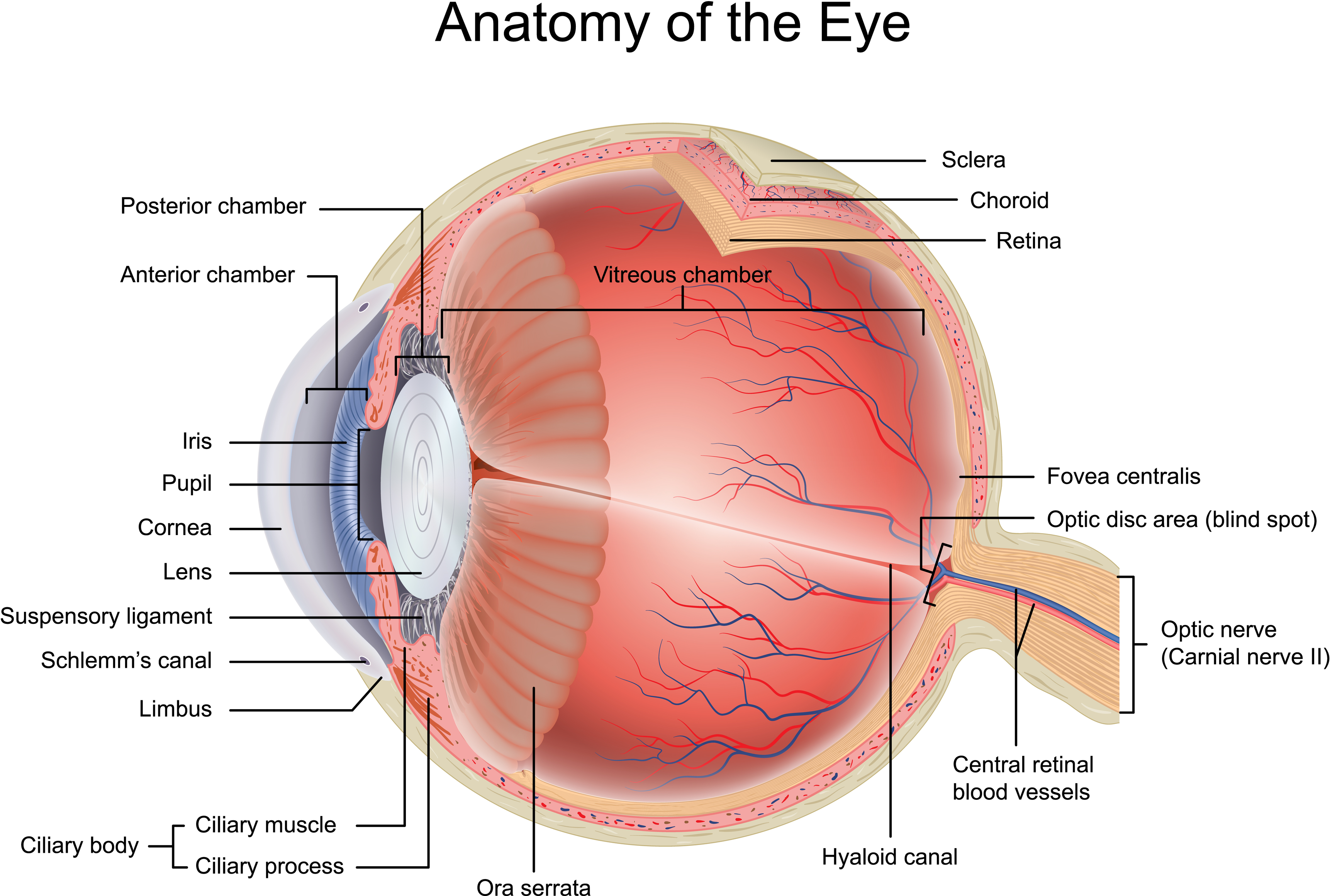 Сетчатка а в 2 3. Строение глазного яблока человека анатомия латынь. Ora serrata анатомия глаза. Глазное яблоко анатомия строение латинский. Строение глазного яблока анатомия латынь.
