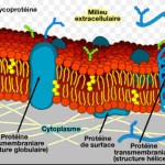 Membrane